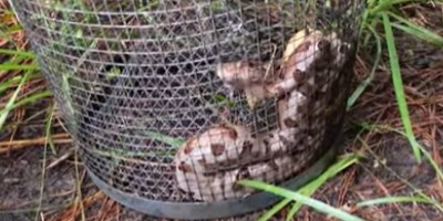 Fairfax County snake